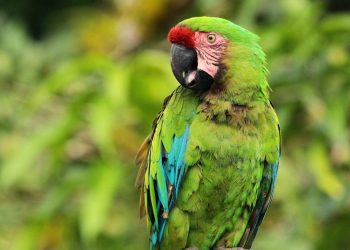 Nidos artificiales para salvar al guacamayo verde en los bosques de Panamá