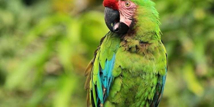 Nidos artificiales para salvar al guacamayo verde en los bosques de Panamá