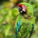Nidos artificiales para salvar al guacamayo verde en los bosques de Panamá