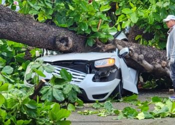 Hombre muere aplastado al caer árbol sobre su vehículo en Zona Universitaria
