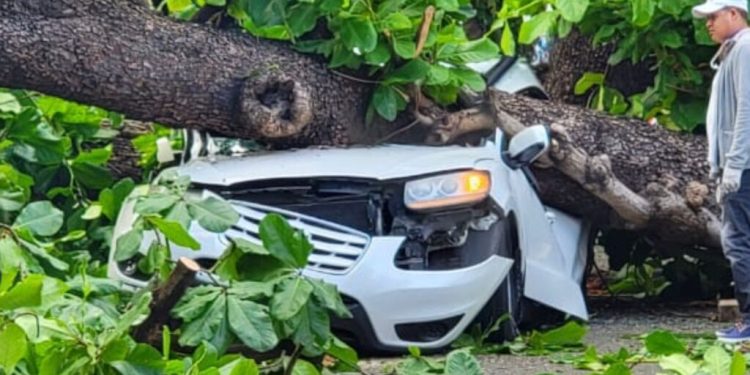 Hombre muere aplastado al caer árbol sobre su vehículo en Zona Universitaria