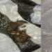 Apresan tres personas por posesión de presunta cocaína, marihuana y crack en Santiago Rodríguez