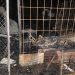 Incendios reducen a cenizas vivienda y finca de pastos en Montecristi y Santiago Rodríguez
