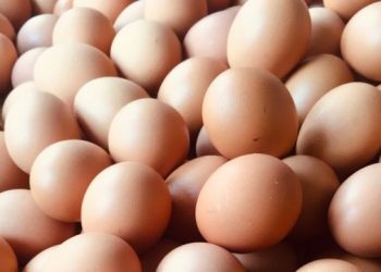 Acuerdan suspensión en exportación de huevos no será extendida; aumentarán producción