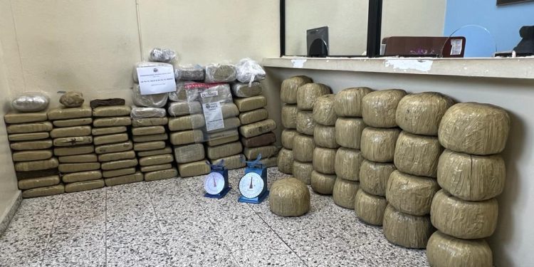 Autoridades ocupan 573 libras de marihuana en Santiago