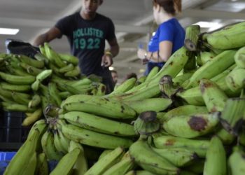 Pro Consumidor: Comienzan a estabilizarse precios del plátano y otros productos agrícolas