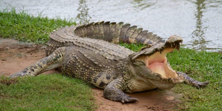 Un caimán mata a una mujer de 85 años que paseaba a su perro en Florida