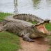 Un caimán mata a una mujer de 85 años que paseaba a su perro en Florida