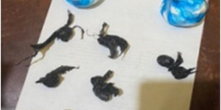 Apresan dos personas con 127.2 gramos de presunta droga en Montecristi 