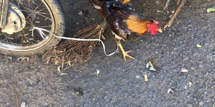 Apresan hombre con un saco de gallos de pelea robados en Santiago Rodríguez