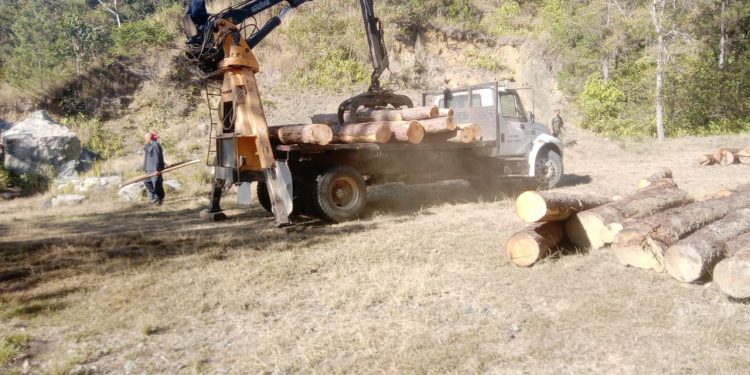 Medio ambiente ocupa más de 5 mil pies de Pinos cortados sin permiso en comunidad de Dajabón