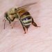 Muere adolescente atacado por abejas en San Francisco de Macorís