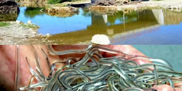 Sequía estacional también afecta a pescadores de anguilas en Puerto Plata