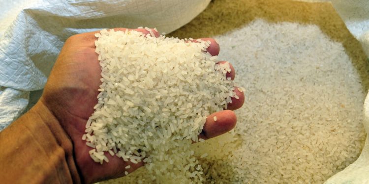 Arroceros aclaran no se oponen al DR-CAFTA, confían se salvaguarde producción local