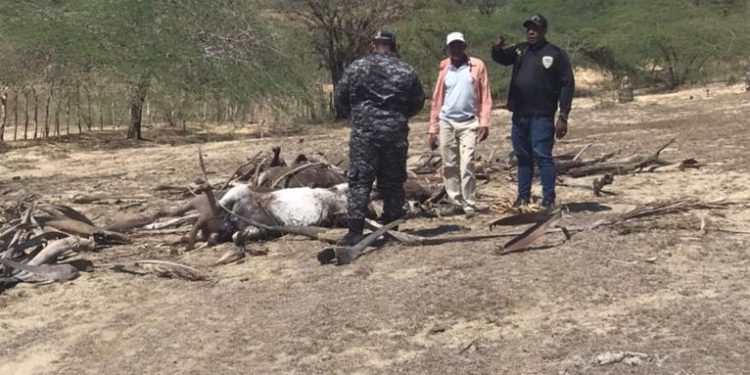 Apresan dueño  de finca acusado de la muerte de 10 burros en Santiago Rodríguez