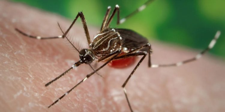 República Dominicana emite alerta por propagación de chikungunya en las Américas