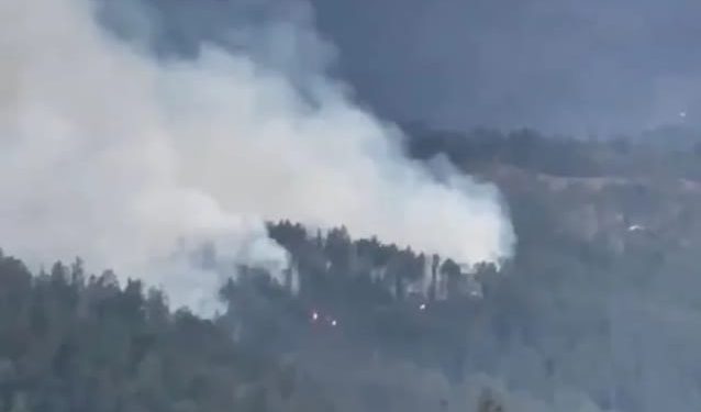 Fuego afecta sembradíos de pinos en Sajoma