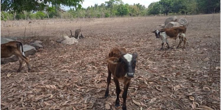 Recuperan en Haití parte de 14 animales robados en comunidad de Dajabón 