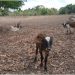Recuperan en Haití parte de 14 animales robados en comunidad de Dajabón 