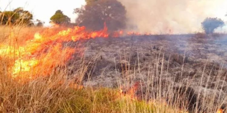 Incendios forestales agravan la crisis haitiana