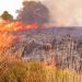 Incendios forestales agravan la crisis haitiana