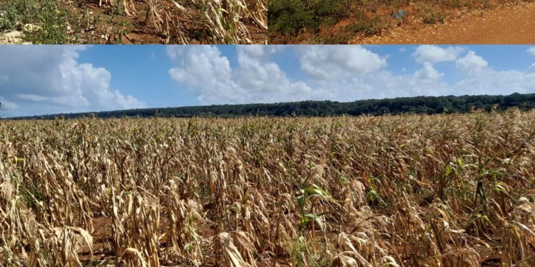 Prolongada sequía causa daños millonarios a cultivo de maíz y otros sembradíos agrícolas de Luperón