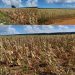 Prolongada sequía causa daños millonarios a cultivo de maíz y otros sembradíos agrícolas de Luperón