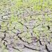 Parceleros de reforma agraria denuncian perdida de cosecha por falta de agua en Dajabón