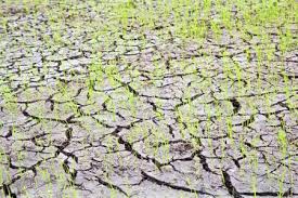Parceleros de reforma agraria denuncian perdida de cosecha por falta de agua en Dajabón