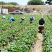 EE.UU. ve necesaria más migración para aumentar la mano de obra