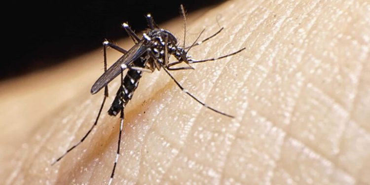 Saliva de mosquito transmisor del dengue, arma letal