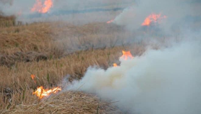 Muere agricultor carbonizado en medio de fuego en finca de arroz en Laguna Salada