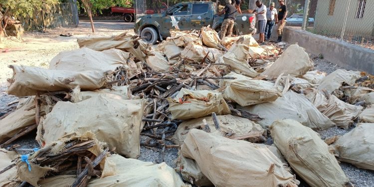 ERD incauta 310 sacos con trozos de guaconejo, cargamento de madera preciosa y apresa un haitiano