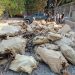 ERD incauta 310 sacos con trozos de guaconejo, cargamento de madera preciosa y apresa un haitiano
