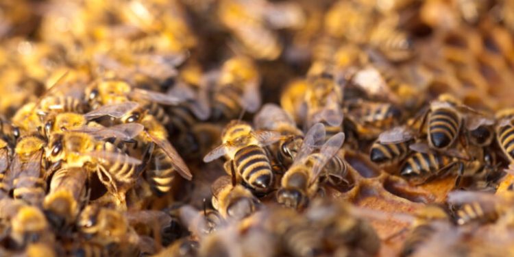 Enjambre de abejas africanas mata a cuatro personas tras accidente de autobús