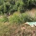 Autoridades del INDRHI abandonan cuidado del sistema de riego en Dajabón