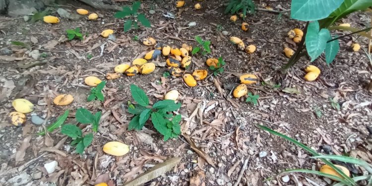 Millones de Mangos se pierden por falta de comercio en la zona fronteriza