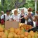 De mangos y flores