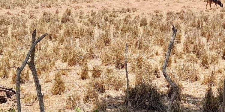 Sequía sigue causando estragos en actividades agropecuaria de Puerto Plata