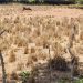 Sequía sigue causando estragos en actividades agropecuaria de Puerto Plata