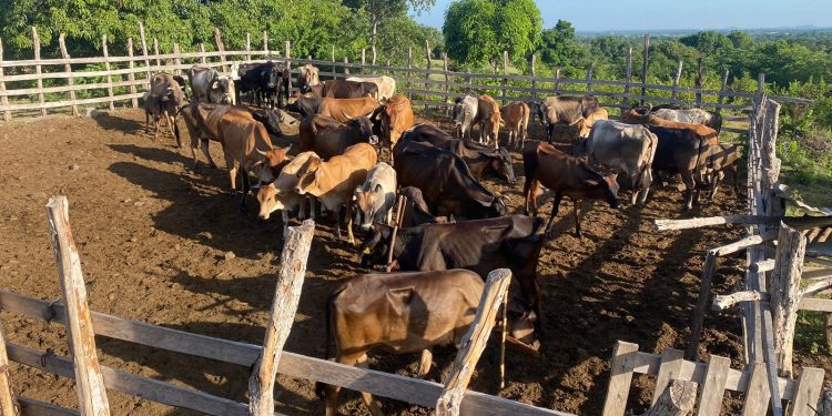 Ejército Dominicano  frustra intento de cruzar ganado robado hacia Haití por frontera de Dajabón
