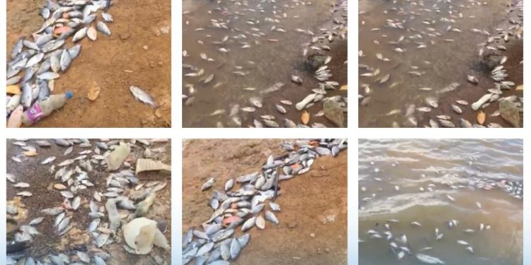 Peces muertos reaparecen en mayor cantidad y amplitud en la Presa de Hatillo