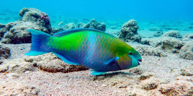 Poder Ejecutivo establece veda por dos años prohíbe captura de pez loro, pepino de mar y otras especies