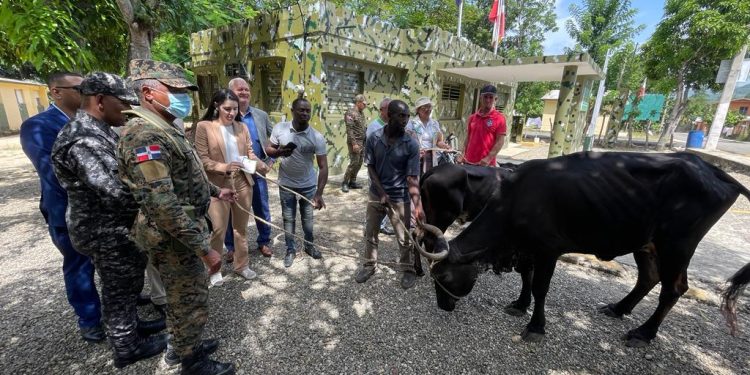 Ejercito recupera reces robadas en Haití intentaron cruzar hacia nuestro territorio