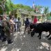 Ejercito recupera reces robadas en Haití intentaron cruzar hacia nuestro territorio