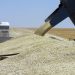 ONU: El retiro de Rusia del acuerdo de grano es firme, pero se buscarán otras soluciones
