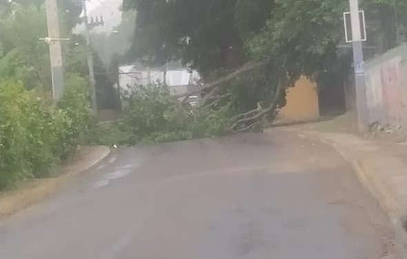 Lluvias y ventarrones derriban árboles y cableado en comunidades