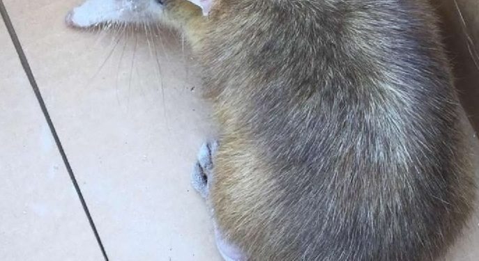 Medio Ambiente rescata Solenodonte especie única de la Hispaniola la cual se encuentra en lista roja de extinción