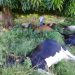 Rayo mata 17 vacas en comunidad de Dajabón