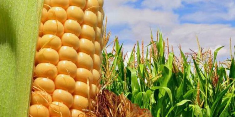Brasil será el mayor exportador mundial de soja y de maíz este año